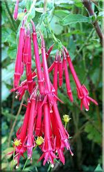 fuchsia_corymbiflora