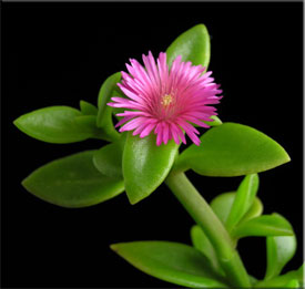 Комнатные растения: Аптения (Aptenia). Описание и виды аптении. Выращивание и уход за аптенией. Размножение аптении. Фото аптении