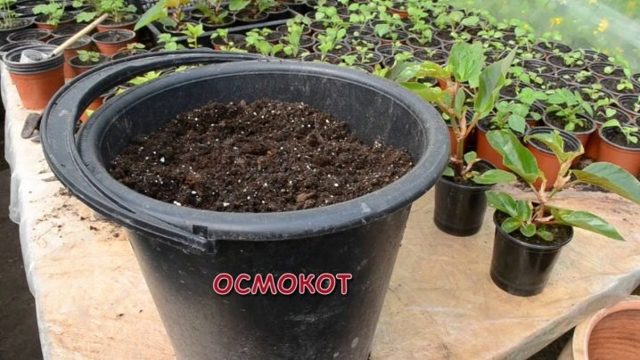 Бегония ампельная, выращивание и размножение методами черенков и из семян, каким образом правильно произвести посадку цветка?