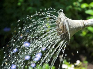 Сорта глицинии и виды Вистерии (wisteria) на фото: белая японская, морозостойкая Макростахия Блю Мун (macrostachya blue moon), Блэк Дракон и  другие названия