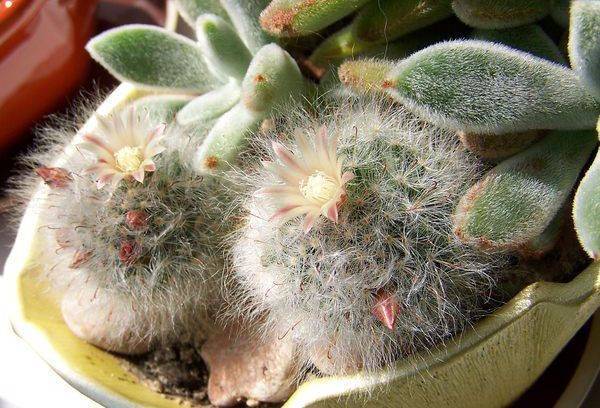 Маммиллярия Пролифера (mammillaria prolifera): почему ее называют побегоносной, как выглядит на фото и что нужно для ухода?