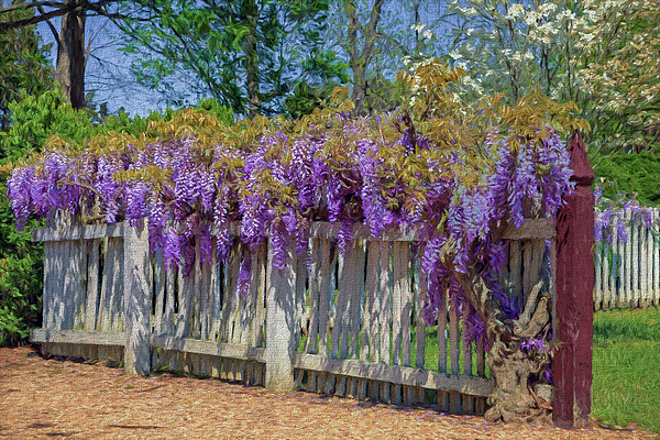 Глициния Блю мун: фото морозостойкой макростахии Голубая луна или wisteria macrostachya blue moon, уход за ней и посадка