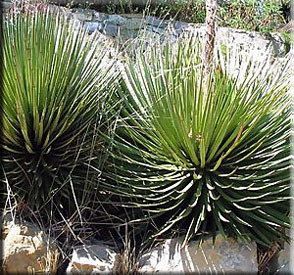 Агава (agave): что это такое, описание суккулента и его плодов, фото сортов цветка, история происхождения комнатного растения и на каком материке оно обитает