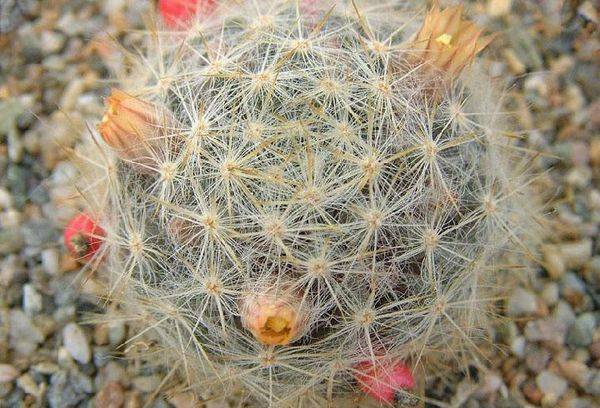 Маммиллярия Пролифера (mammillaria prolifera): почему ее называют побегоносной, как выглядит на фото и что нужно для ухода?