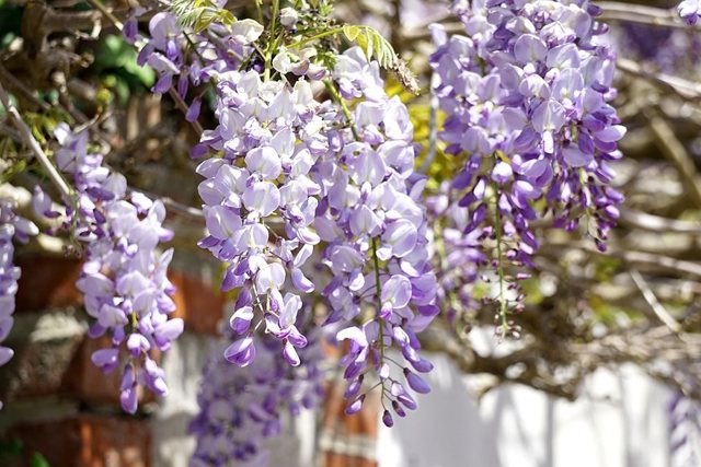 Глициния Блю мун: фото морозостойкой макростахии Голубая луна или wisteria macrostachya blue moon, уход за ней и посадка