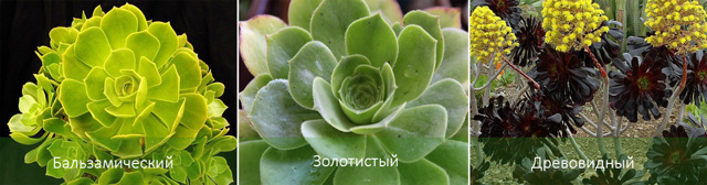 Эониум (aeonium): ботаническое описание видов этого цветка и фото домашнего растения, а также суккулент как целитель