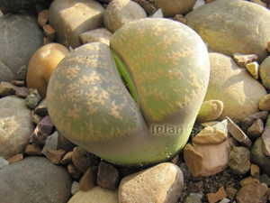 Литопсы (lithops) или 