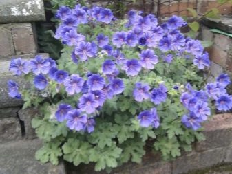 Герань великолепная: все о правилах посадки и ухода за этим цветком, фото растения, какие популярные сорта существуют на сегодняшний день?