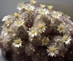 Маммиллярия Пролифера (mammillaria prolifera): почему ее называют побегоносной, как выглядит на фото и что нужно для ухода?