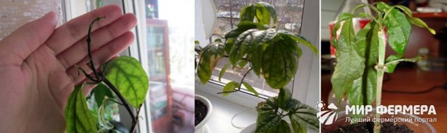 Клеродендрум Томпсона: уход в домашних условиях, описание внешнего вида и фото, размножение черенками, а также как заставить цвести и как формировать куст?