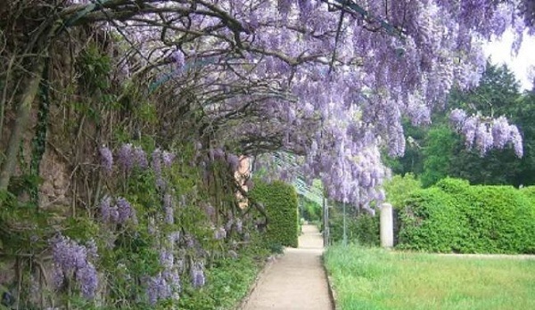 Сорта глицинии и виды Вистерии (wisteria) на фото: белая японская, морозостойкая Макростахия Блю Мун (macrostachya blue moon), Блэк Дракон и  другие названия