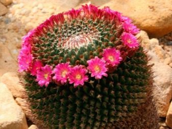 Маммиллярия: что это за цветок, фото кактуса mammillaria, а также размножение, уход в домашних условиях и возможные болезни