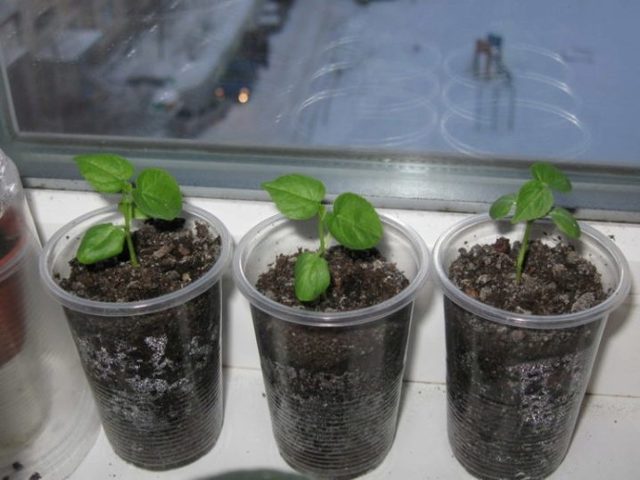 Гибискус Фаербол: описание, фото сорта, уход в домашних условиях, черенкование и посадка семенами, похожие цветы
