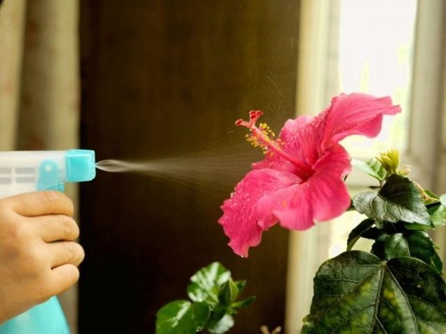 Гибискус Фаербол: описание, фото сорта, уход в домашних условиях, черенкование и посадка семенами, похожие цветы