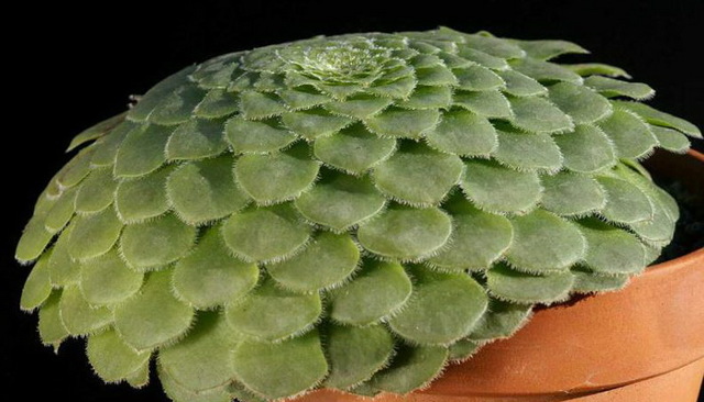 Эониум (aeonium): ботаническое описание видов этого цветка и фото домашнего растения, а также суккулент как целитель