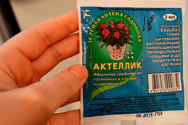 Мучнистый червец на комнатных растениях: как бороться с насекомым при помощи химических и народных средств, чтобы избавиться от него, нужна ли обработка земли?