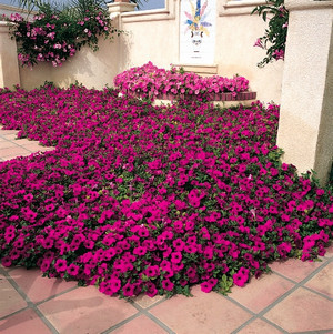 Петуния Тайдал: что это за цветок, каковы особенности сорта Вейв Ред Велюр, а также чем отличается уход за данным растением?