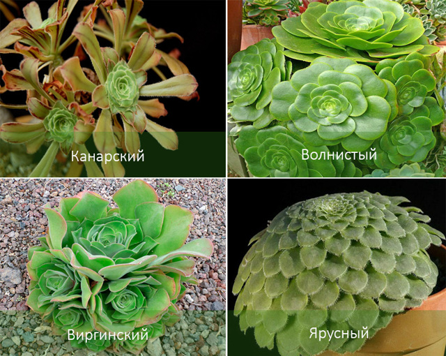 Эониум (aeonium): ботаническое описание видов этого цветка и фото домашнего растения, а также суккулент как целитель