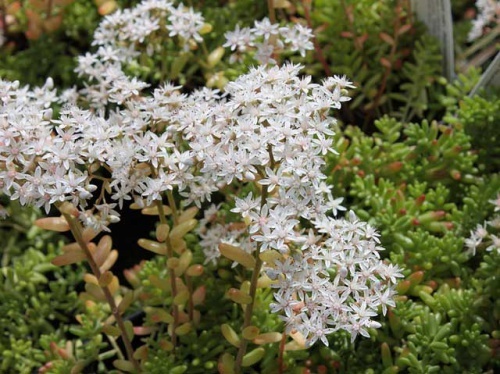 Очиток и все другие названия суккулента: седум (sedum), заячья капуста, скрипун, грыжная и лихорадочная трава, описание комнатного и садового растения, фото цветка