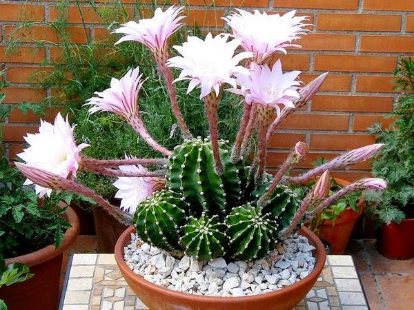Эхинопсис (echinopsis): что это за кактус, как осуществлять уход за домашним растением, а также описание видов цветка и их фото, способы борьбы с болезнями
