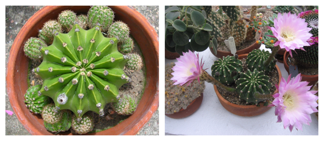 Эхинопсис (echinopsis): что это за кактус, как осуществлять уход за домашним растением, а также описание видов цветка и их фото, способы борьбы с болезнями