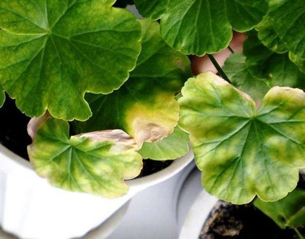 Болезни герани и их лечение с фото: борьба с черной ножкой и другими недугами и вредителями, а также уход за этим комнатным растением в домашних условиях