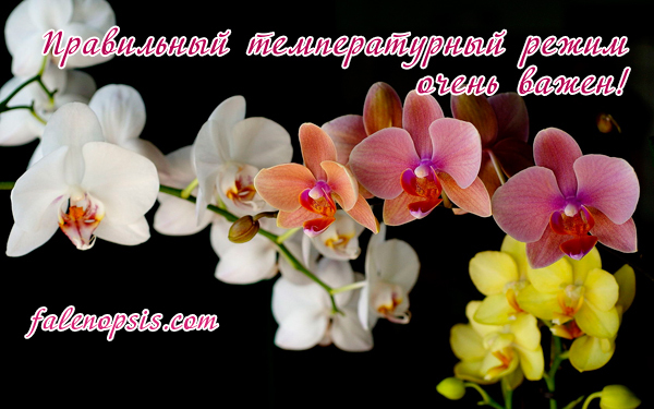 Сорта и виды Фаленопсиса: фото, названия с описаниями, а также общие рекомендации по уходу за орхидеей