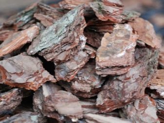 Как посадить орхидею в домашних условиях: во что лучше - в горшок или корягу, советы новичкам по уходу, а также нюансы размножения луковицей и прочим
