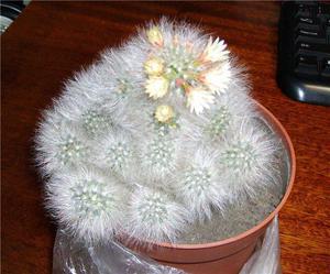 Маммиллярия Пролифера (mammillaria prolifera): почему ее называют побегоносной, как выглядит на фото и что нужно для ухода?