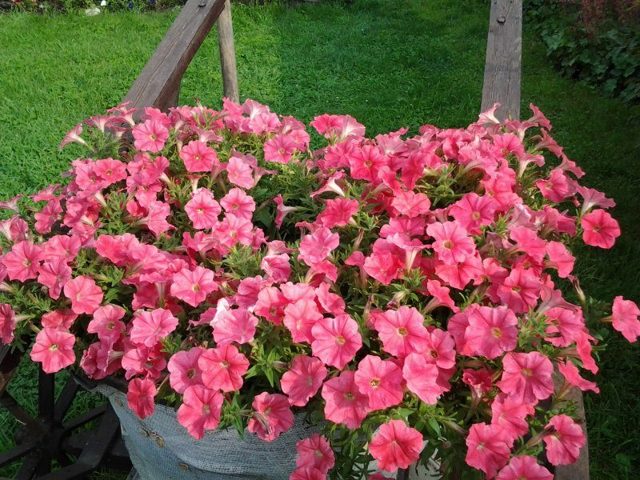 Петуния Тайдал: что это за цветок, каковы особенности сорта Вейв Ред Велюр, а также чем отличается уход за данным растением?