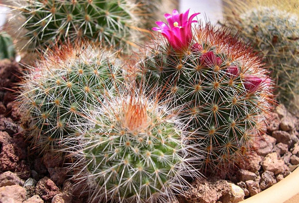 Маммиллярия грацилис (mammillaria gracilis), или стройная — описание и фото растения, а также уход, размножение и борьба с вредителями