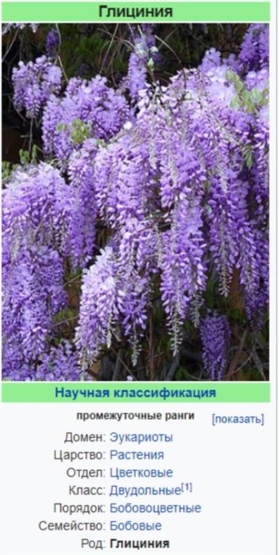 Сорта глицинии и виды Вистерии (wisteria) на фото: белая японская, морозостойкая Макростахия Блю Мун (macrostachya blue moon), Блэк Дракон и  другие названия