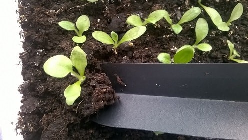 Герберы из семян в домашних условиях: как выращивать, как правильно произвести посадку комнатного цветка и ухаживать за ним?