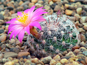 Маммиллярия грацилис (mammillaria gracilis), или стройная — описание и фото растения, а также уход, размножение и борьба с вредителями