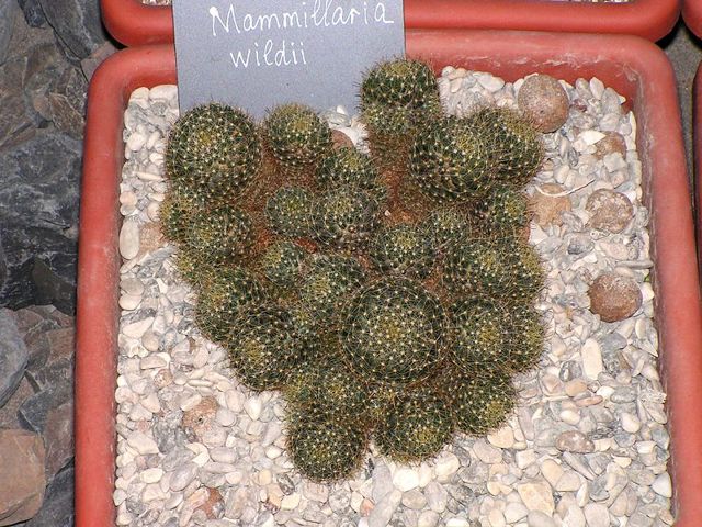 Маммиллярия: что это за цветок, фото кактуса mammillaria, а также размножение, уход в домашних условиях и возможные болезни