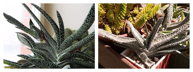 Гастерия (gasteria): что это за цветок, виды и фото этого комнатного растения, а также как за ним ухаживать?