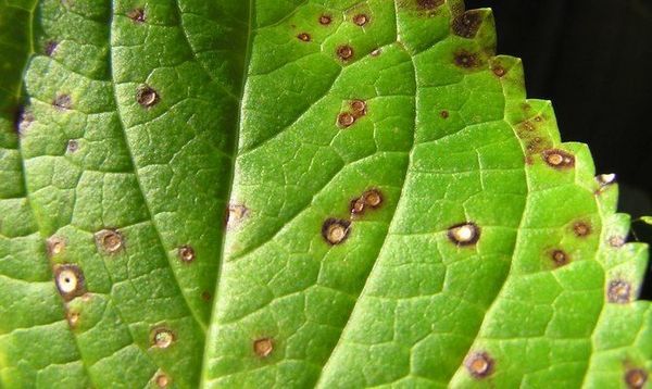 Болезни герани и их лечение с фото: борьба с черной ножкой и другими недугами и вредителями, а также уход за этим комнатным растением в домашних условиях