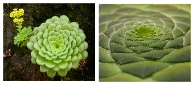 Эониум (aeonium): ботаническое описание видов этого цветка и фото домашнего растения, а также суккулент как целитель