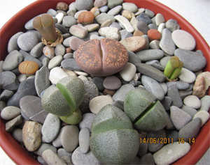 Литопсы (lithops) или 