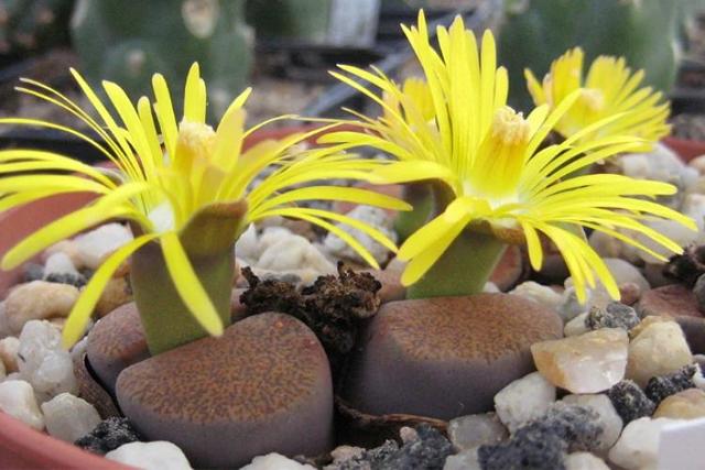 Литопсы (lithops) или 