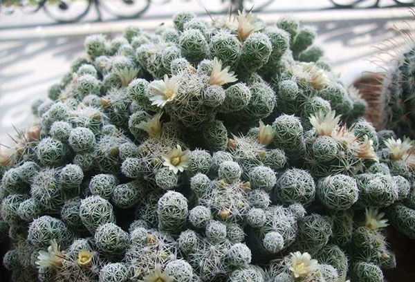 Маммиллярия грацилис (mammillaria gracilis), или стройная — описание и фото растения, а также уход, размножение и борьба с вредителями