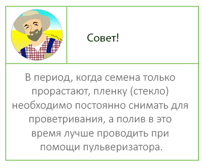 Вербена: Буэнос Айресская, Бонарская, Копьевидная, Желтая Многолетняя, Канадская, Домашняя и другие виды растения, описание сортов и фото