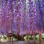 Сорта глицинии и виды Вистерии (wisteria) на фото: белая японская, морозостойкая Макростахия Блю Мун (macrostachya blue moon), Блэк Дракон и  другие названия