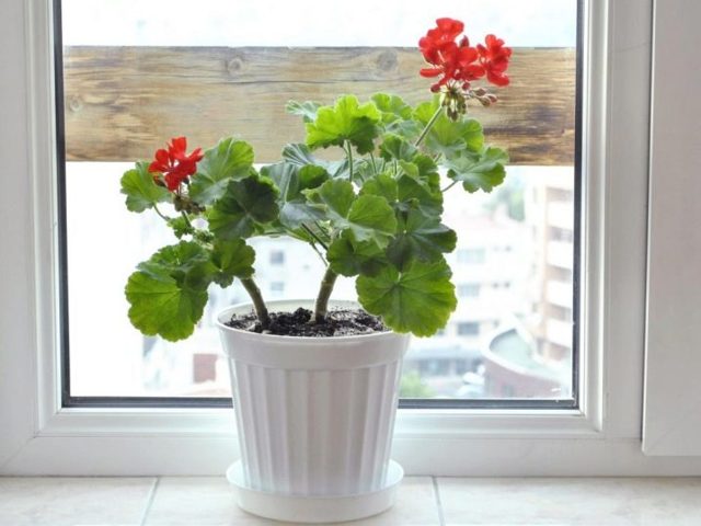Болезни герани и их лечение с фото: борьба с черной ножкой и другими недугами и вредителями, а также уход за этим комнатным растением в домашних условиях