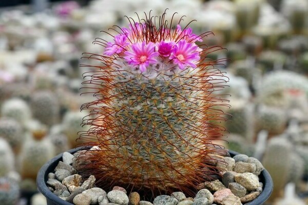 Маммиллярия Пролифера (mammillaria prolifera): почему ее называют побегоносной, как выглядит на фото и что нужно для ухода?