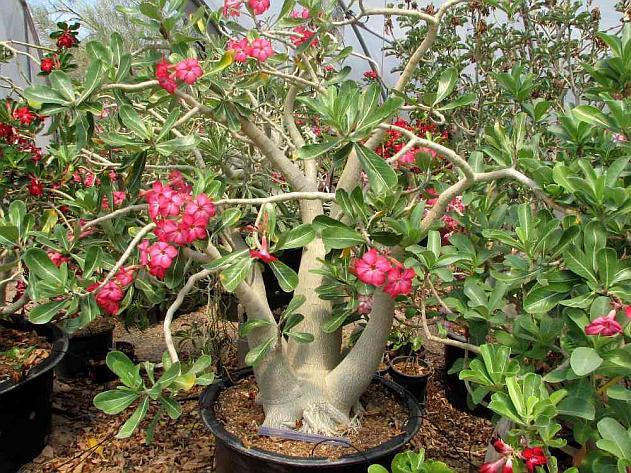 Адениум Обесум (adenium obesum): описание и фото, выращивание из семян и черенков, а также уход за растением в горшке в домашних условиях и в открытом грунте