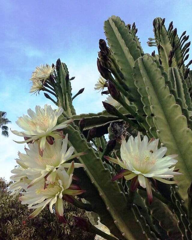 Цереус (cereus): что это такое, уход в домашних условиях, выбор земли и горшка для цветка, а также фото кактуса