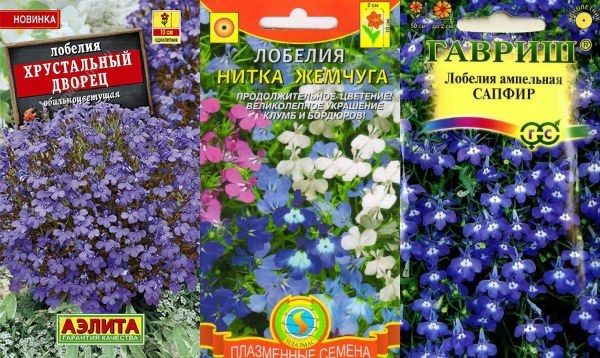 Лобелия на рассаду: когда сеять лучше всего и как правильно сажать семена, а также сроки их прорастания и правильный уход при выращивании