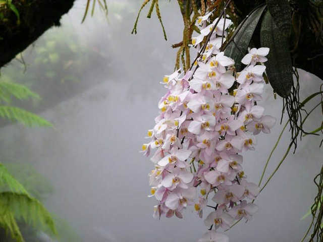Виды орхидей: название и фото, сколько их всего и какие редкие комнатные цветы бывают, а также описание разных сортов и советы по уходу в домашних условиях