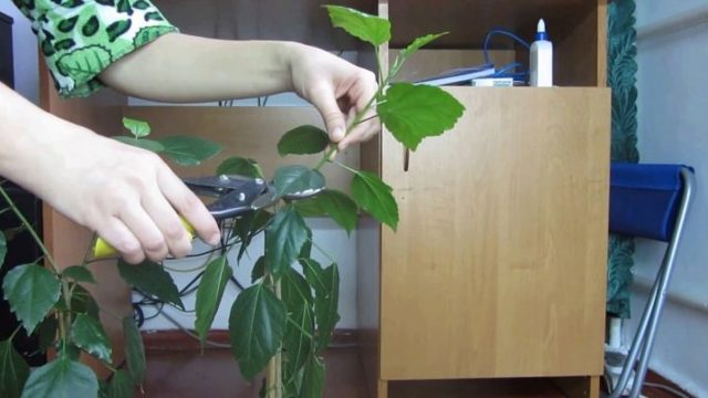 Гибискус Фаербол: описание, фото сорта, уход в домашних условиях, черенкование и посадка семенами, похожие цветы